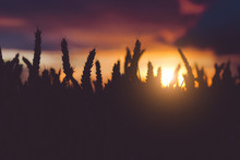 Silhouette Of Wheat Ears In Warm Sunset Light. Natural Sunset Light. Beautiful Sun Flares Bokeh