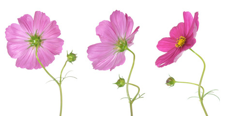 cosmos