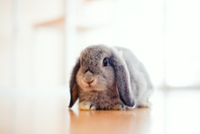 Cute Baby Holland Lop Rabbit