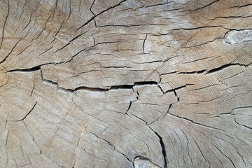  Old wood texture background. Floor surface