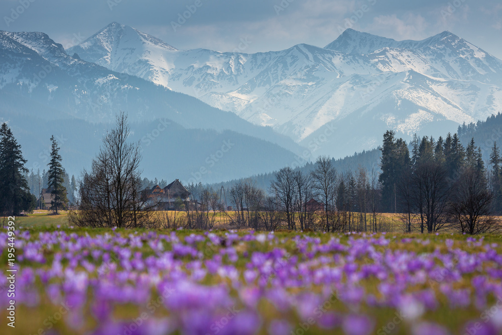 Spring in Tatra Mountains - obrazy, fototapety, plakaty 