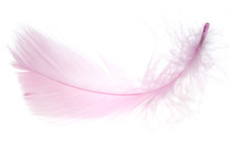 Beautiful Pink Feather On A White Background