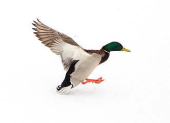 Duck in flight on a white background