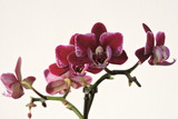 Fototapeta Storczyk - A purple, violet, pink, red orchid