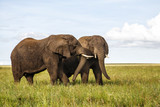 Fototapeta Sawanna - Two elephants bulls having a fifht in Serengeti National Park in Tanzania