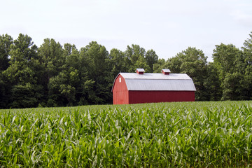 Wall Mural - Red barn in cornfield, St. Mary's County, MD