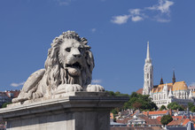 Lion Statue On Chain Bridge, Matthias Church On Castle Hill, Budapest, Hungary