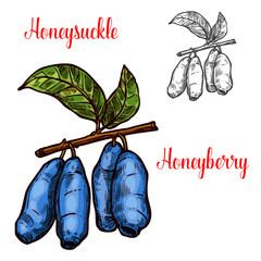 Wall Mural - Honeysuckle vector sketch berry icon