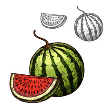 Watermelon Vector Sketch Fruit Cut Section Icon