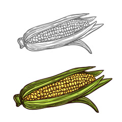 Canvas Print - Corn cob vector sketch vegetable icon