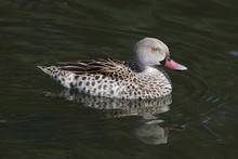 Cape Teal (Anas Capensis)