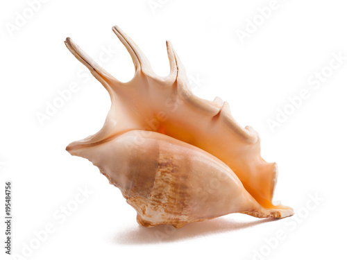 Fotomural Beautiful sea shell isolated on white background