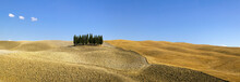 Panorama Of Group Of Cypress Trees In The Landscape, Val D'Orcia, Tuscany
