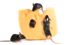 Closeup Four Young  Mice On Piece Of Maasdam 
 Cheese On White Background