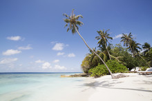 Palm Trees Lean Over White Sand, Under A Blue Sky, On Bandos Island In The Maldives