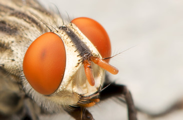 fly