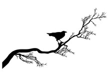 Long Twisted Tree Branch And Raven Bird Black Silhouette - Halloween Theme Design Vector