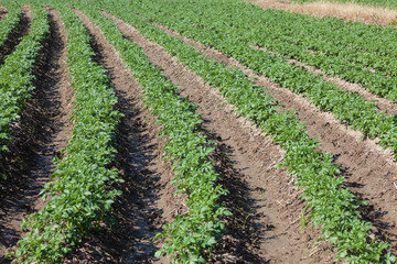 The Planting crops