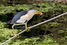 A Male Little Bittern Sits On A Diagonale Branch And Hold A Fish In Its Beak