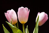 Fototapeta Tulipany - pink tulips on a dark background