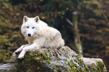 White Wolf In The Forest