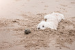 © Image'in - le chien et sa balle