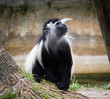 Angolan Colubus monkey