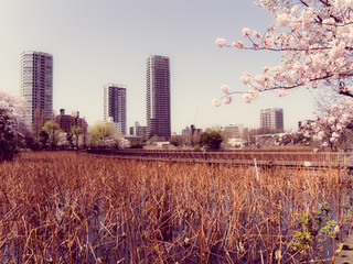 Canvas Print - Tokyo