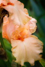 Closeup Of A Blooming Pink Or Peach Color Bearded Iris Flower In The Botanical Garden, Selective Focus