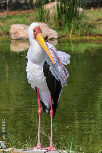 Grande Passaro Branco De Bico Amarelo Buy This Stock Photo And Explore Similar Images At Adobe Stock Adobe Stock