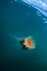 Wall Mural - lion's mane jellyfish, cyanea capillata, Coll island, Scotland