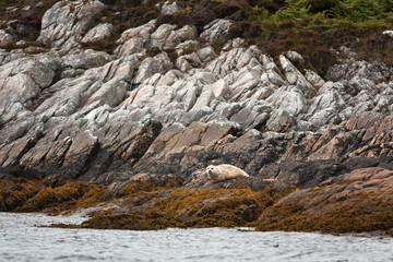 Wall Mural - Coll island, Scotland, seal