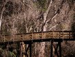 Bridge in the Forest