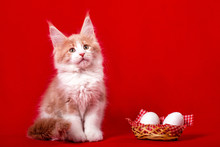 A Maine Coon Kitten Sitting At The Basket Of Eggs On The Red Background In The Studio. Easter.