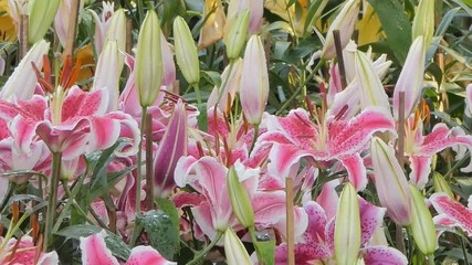 Wall Mural - Panning of Pink lily flower in flower field. Nature backgrounds.