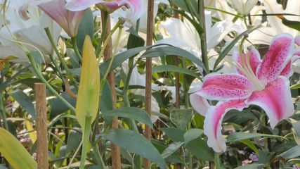 Wall Mural - Panning of Pink lily flower in flower field. Nature backgrounds.