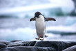 An antarctic Adelie penguin jumping between the rocks