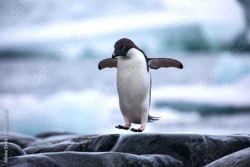 Fotografía An antarctic Adelie penguin jumping between the rocks