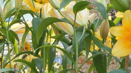 Wall Mural - Panning of yellow lily flower in flower field. Nature backgrounds.