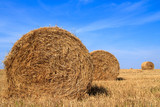 Fototapeta Zwierzęta - Golden straw stubble field in autumn