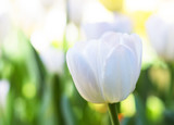 Fototapeta Tulipany - Beautiful flower background. Amazing view of bright white tulips blooming in the garden at the middle of sunny spring day with green grass and blue sky landscape