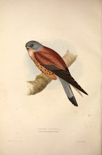 Illustration Bird Of Prey.