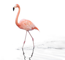 One Adult Pink Flamingo Walking On Water