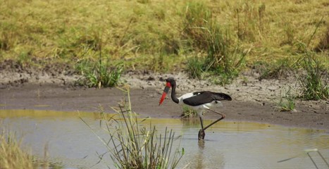 Wall Mural - a saddle-billed stork