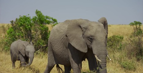 mother and baby elephant walking