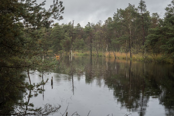 beautiful moor landscape in the lueneburger heide