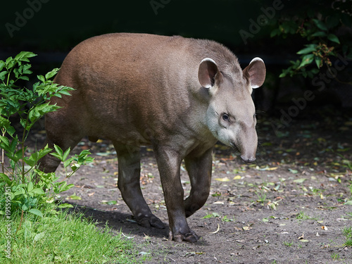 Fotografía South American tapir (Tapirus terrestris)