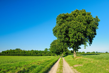 Wall Mural - Feldweg mit Bäumen durch grüne Felder, blauer Himmel
