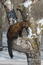 Fisher Cat Free Stock Photo - Public Domain Pictures
