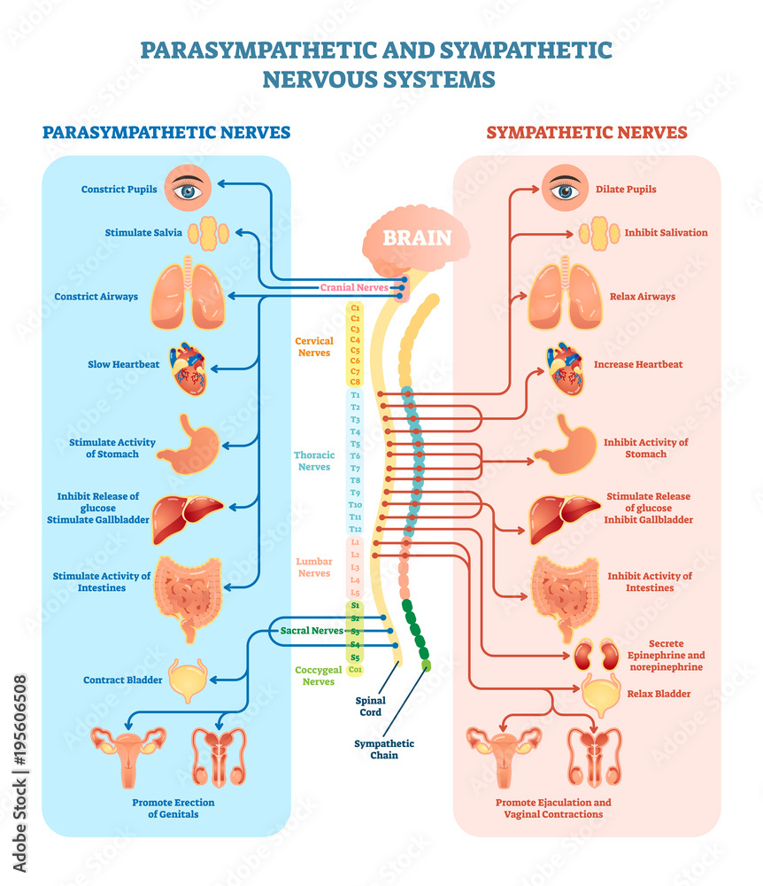 Human nervous system medical vector illustration diagram with parasympathetic and sympathetic nerves and all connected inner organs. - obrazy, fototapety, plakaty 